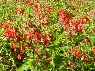 Salvia coccinea