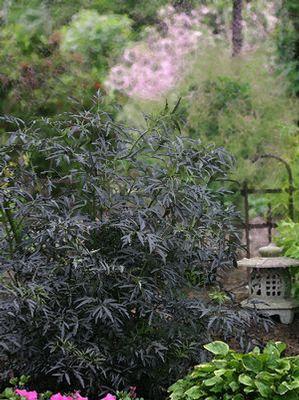 Sambucus nigra Black Lace® ('Eva') Black Lace® Elderberry