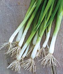 Scallions Allium fistulosm Herb