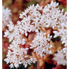 Sedum Stonecrop Album Coral Carpet Ground Cover