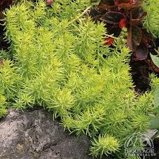 Sedum rupestre Angelina Ground Cover