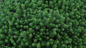 Sedum sexangulare Ground Cover