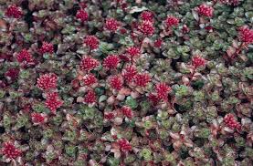 Sedum spurium Dragon's Blood Ground Cover