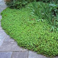 Sedum spurium John Creech Ground Cover