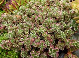 Sedum spurium Tricolor Ground Cover 