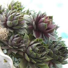 Emerald Empress Succulent Sempervivum Ground Cover