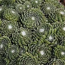 Forest Frost succulent sempervivum Ground Cover