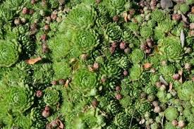 Hens and Chicks succulent sempervivum Ground Cover