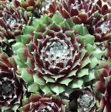 Jade Rose succulent sempervivum Ground Cover