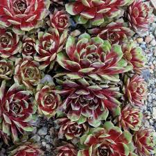 Kalinda succulent sempervivum Ground Cover