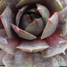 Red Heart succulent sempervivum Ground Cover