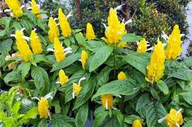 Justicia-Shrimp Plant-Brazilian Pine