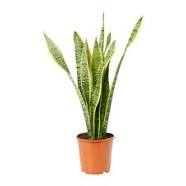 Sansevieria-Snake Plant-Mother In Laws Tongue