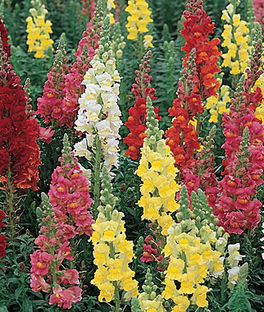 Snapdragon tall