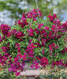 Snapdragon Trailing