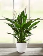 Spathiphylum-Peace Lily-Many sizes