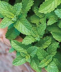 Spearmint Herb