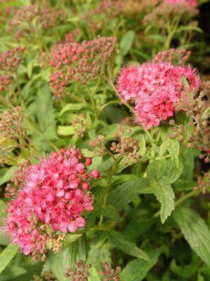 Spiraea jap. Little Princess Little Princess Spirea