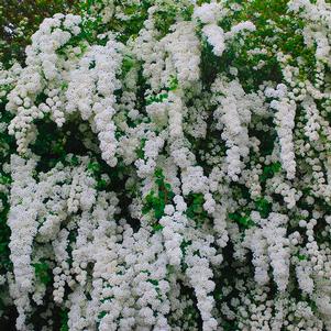 Spiraea nipponica Snowmound Snowmound Spirea