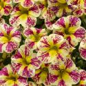 Calibrachoa/Million Bell specialty colors