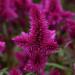 Celosia Spiky assorted