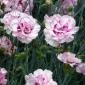 Dianthus