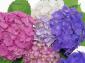 Hydrangea/Asst.colors/2 gal./Must buy 2 or more