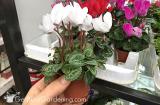 Cyclamen-assorted colors and sizes.