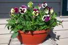 Pansy: Easter Pansy Bowl
