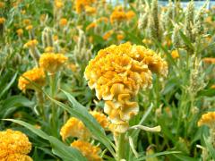 Celosia Cockcomb asstored