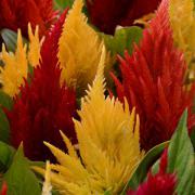 Celosia Feather assorted