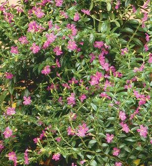 Mexican Heather