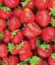 Strawberry-General Imformation