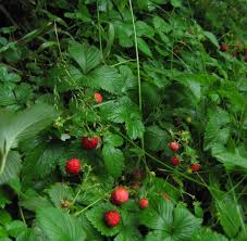 Woodland Strawberry Fragaria vesca Ground Cover