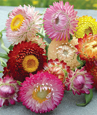 Strawflower