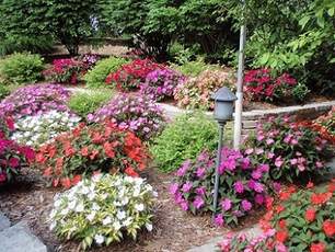 Impatiens Sunpatiens