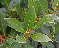 Bay/Sweet Bay/Bay Laurel Laurus nobilis Herb