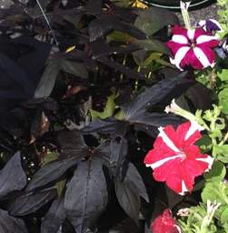 Ipomoea Sweet Potao Vine Many colors