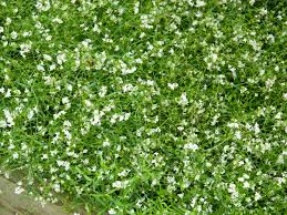 Sweet Woodruff Galium odoratum Ground Cover