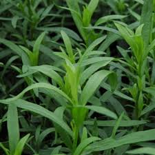 Tarragon Artemisia dracunculus Herb