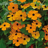 Thunbergia-Black Eyed Susan Vine-Glory Vine