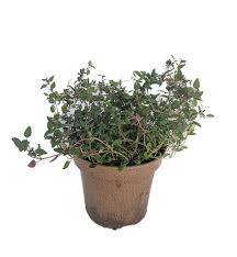 Thyme Thymus Herb-General Information