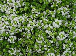 White Creeping Thyme Thymus Ground Cover