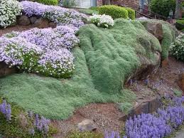 Wooly Thyme Thymus Ground Cover