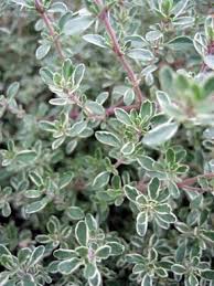 Argenteus Thyme Herb