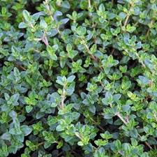 Common English Thyme Herb