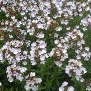 Compact Creeping Thyme Thymus Ground Cover