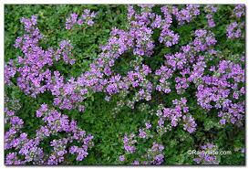 Elfin Thyme Thymus Ground Cover