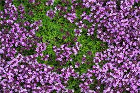 Pink Chintz Creeping Thyme Thymus Ground Cover