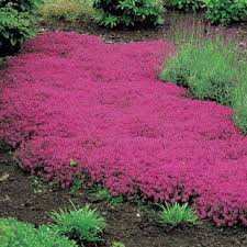 Red Creeping Thyme Thymus Ground Cover